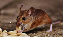24 Hour & Emergency Exterminators in Grandfather, NC